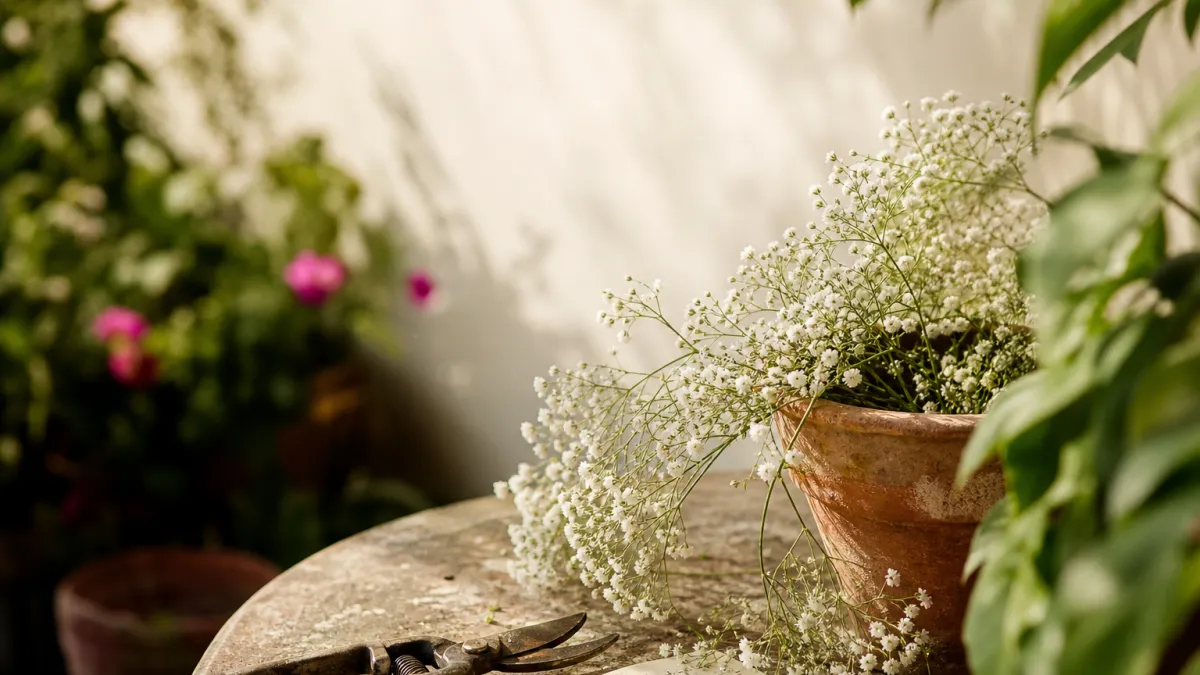 Gypsophile : le guide complet pour la cultiver au jardin
