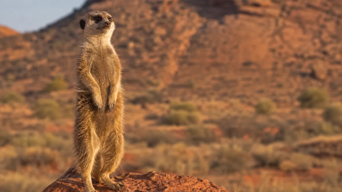 Animaux qui commencent par la lettre S : liste complète