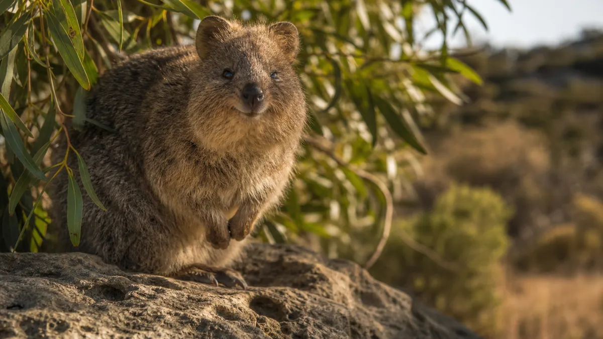Animal en q : liste complète et noms d'espèces rares
