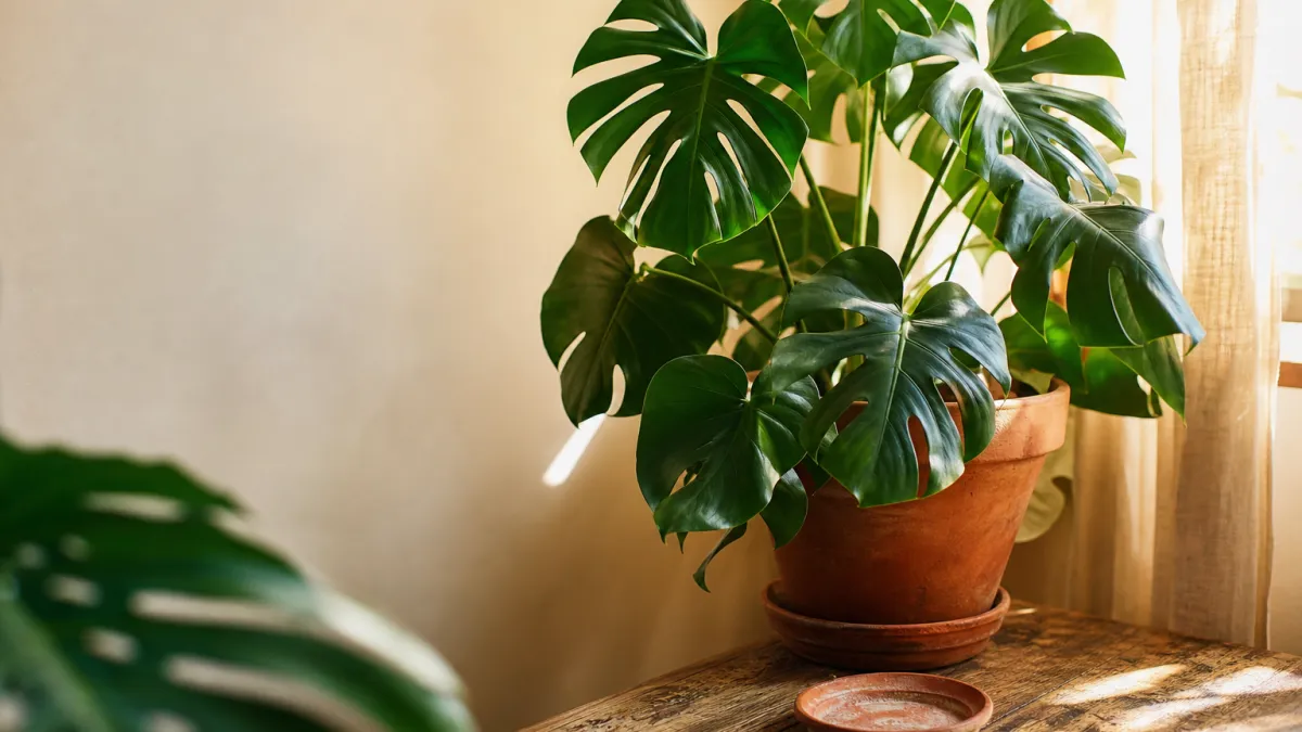 Ceriman plant : réussir la culture de la Monstera deliciosa
