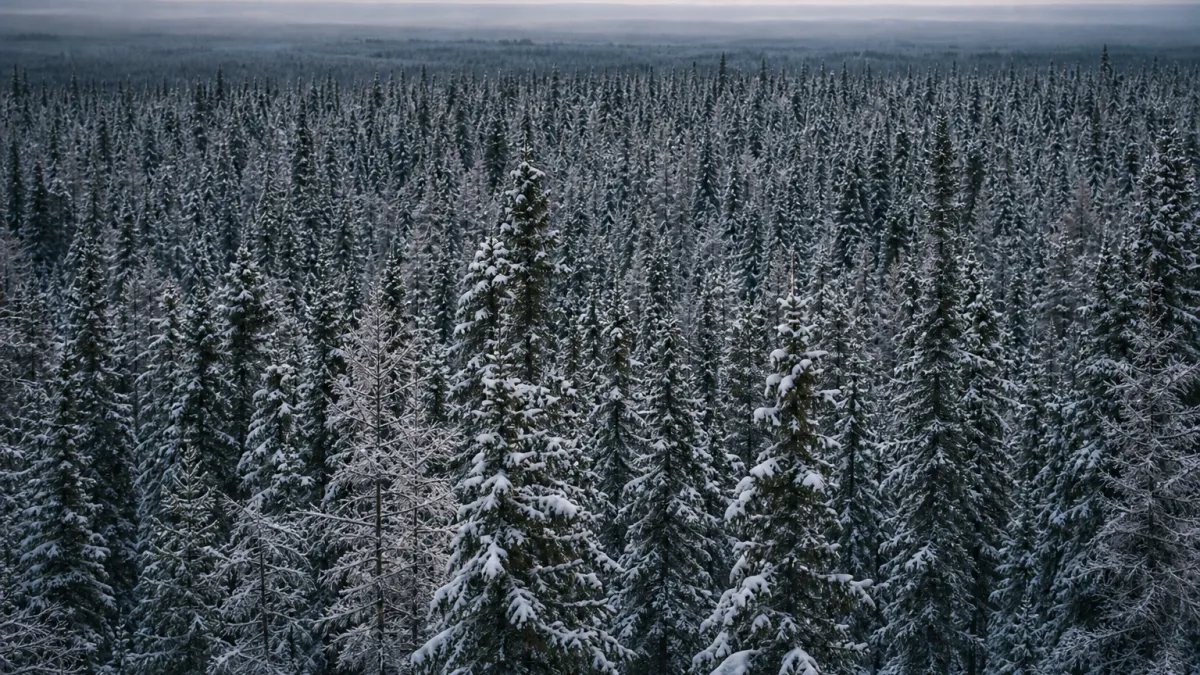 La taïga de Sibérie : secrets du plus grand biome terrestre