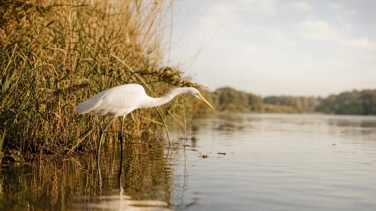 Animaux de la Loire : les espèces sauvages du fleuve