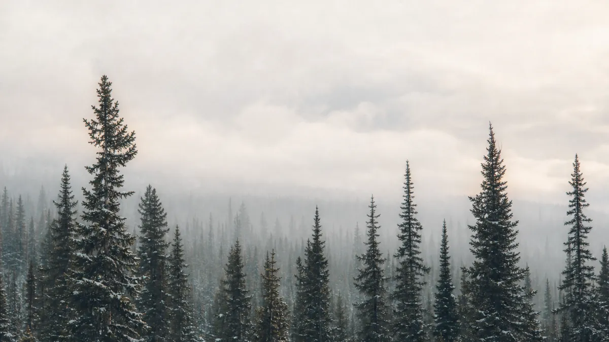 Forêt boréale : étendue, superficie et rôle de la taïga