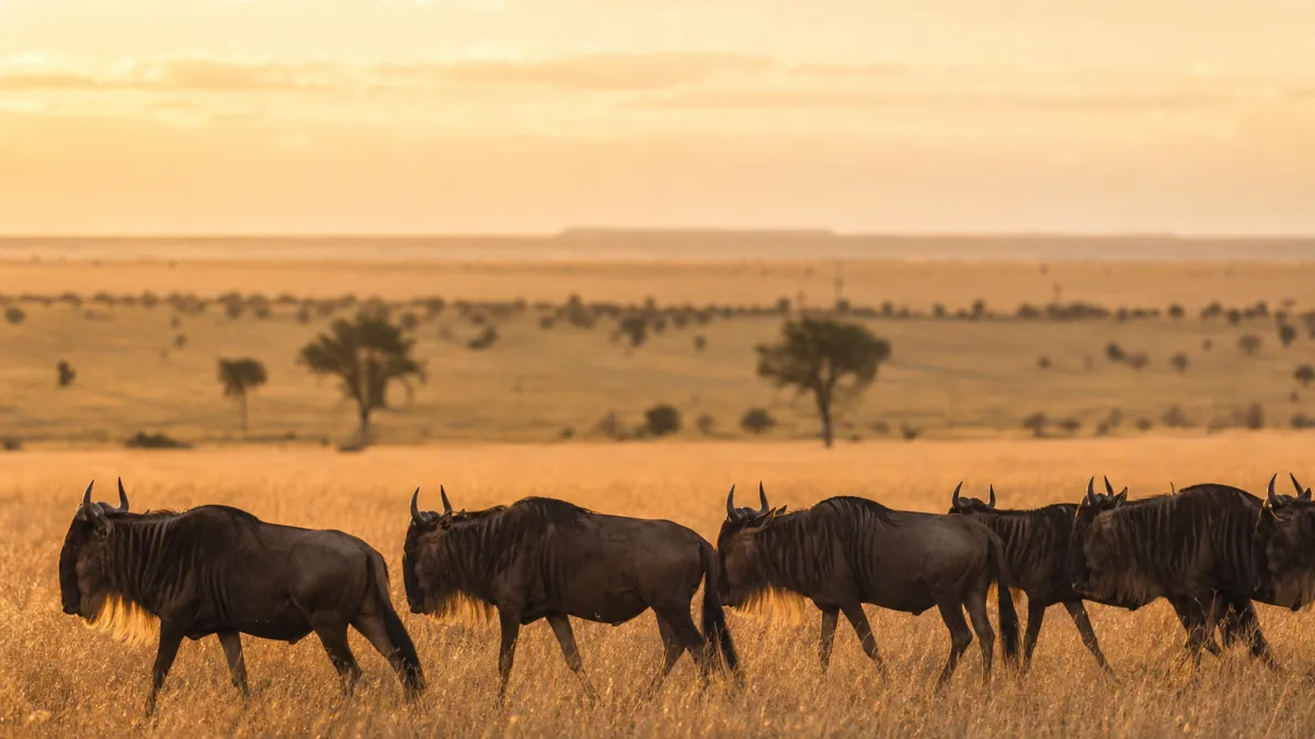 Savane Serengeti : superficie, faune et secrets du parc