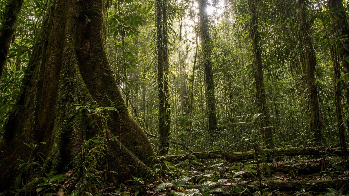 Forêt tropicale d'Amazonie : biodiversité et enjeux vitaux