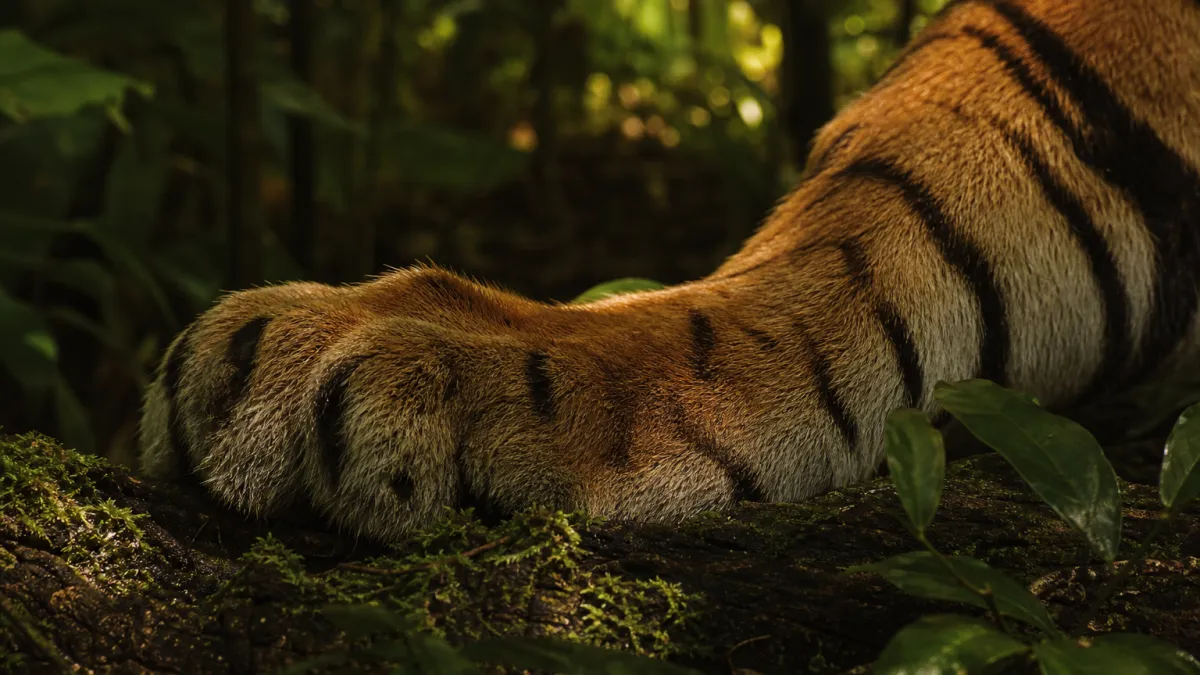 Animaux qui commencent par la lettre T : liste complète