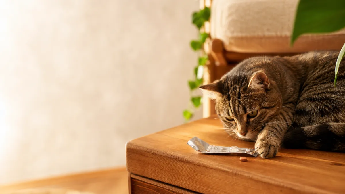 Credelio chat : guide complet sur cet antiparasitaire oral